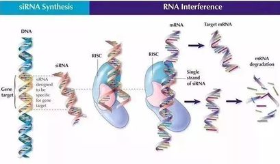 细胞技术引领护肤革命 安全到可以吃的面膜，让色斑无所遁形
