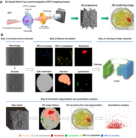 人工智能赋能纳米分辨CT表征技术，驱动新型纳米药物与细胞技术研发新纪元