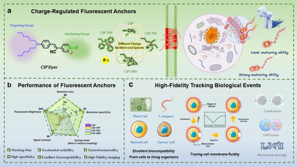 细胞质膜荧光染料新突破 钱兆生课题组联合金志刚团队实现生物学事件长时间精准追踪