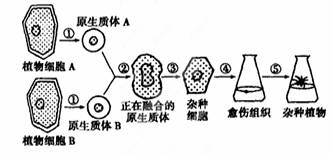 细胞工程技术在现代生活中的广泛应用 从植物体细胞杂交到单克隆抗体