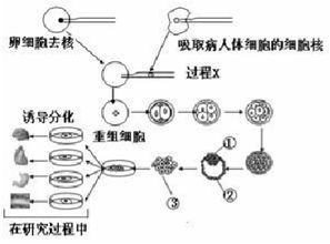 畜牧业优良种牛培育技术分析与应用